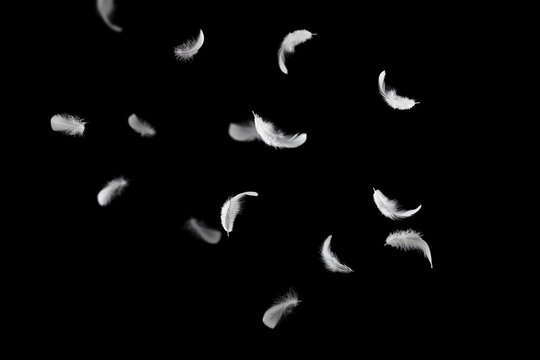 White Bird Feathers Falling on Black Background. Fluffy Downy Feather. Abstract Feathers Flying in the Dark. Symbol of Peace and Freedom. 