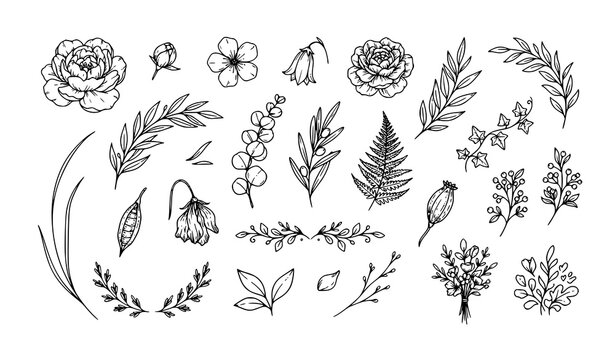 Botanical flowers leaves branches and hand drawn floral line art vector elements collection