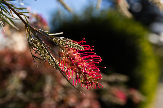 Close-up of a Grevillea flower on a sunny day