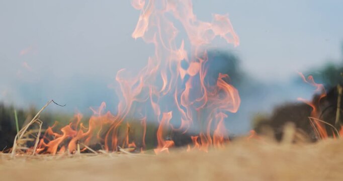 Flames burning dry straw and crop residue in an agricultural field, thick smoke and illustrating open burning, air pollution and environmental impact