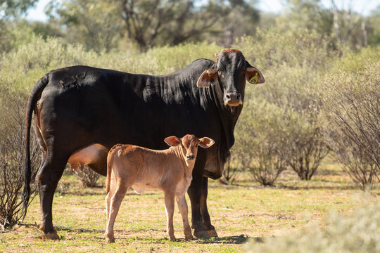 Black Brahman cross cow with small red calf