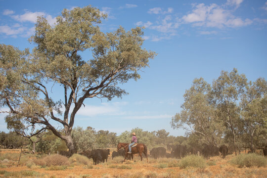 Stockwoman riding her horse along behind Angus cattle