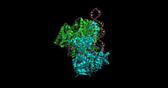 Herpes simplex virus 1 UL9-ICP8 replication machinery bound to forked DNA, essential for viral DNA initiation, 3D model spinning, 4K