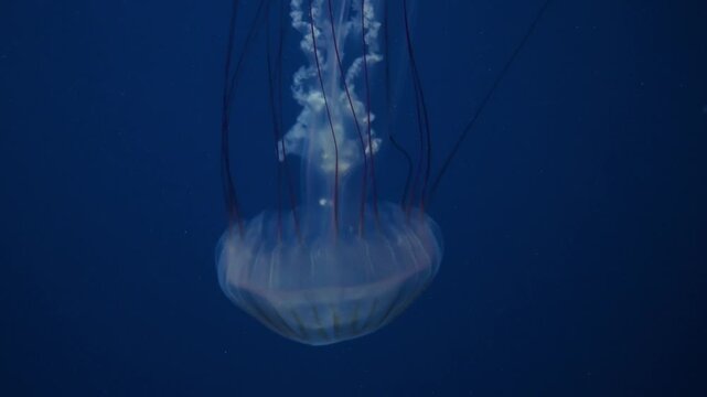 Graceful jellyfish swimming slowly in deep blue ocean water footage.
