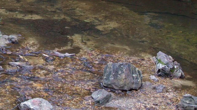 Clear Water Stream Flowing Over Rocks in Blue Mountains