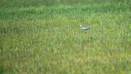 Single bird stands in tall green grass © Travis