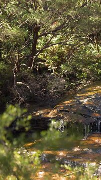 Sunlit Creek Flowing Over Rocks in Blue Mountains Bushland