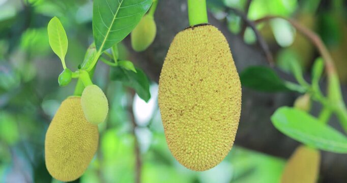 Young jackfruit growing on a tree among fresh green leaves in a tropical garden, natural fruit texture, freshness and plant growth