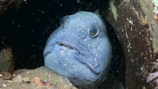 Observe captivating stare of Atlantic wolffish as it rests within its rocky den. See texture of its skin, its prominent eyes, and its unique facial features. Underwater world shows incredible animal.