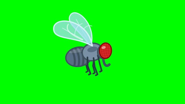 Animated flying house fly on green screen
