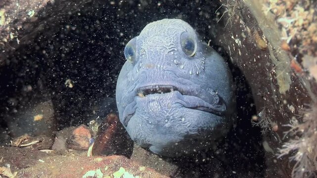 An Atlantic catfish, also known as a sea wolf, peers out from its rocky den in the North Atlantic. Close-up of its distinctive face. Observe this powerful predator in its natural habitat.