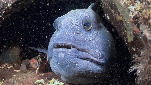 Observe an Atlantic Catfish, Anarhichas lupus, nestled inside a rocky crevice. This sea wolf is resting, looking directly at the observer from its home in the cold waters off the coast of Iceland.