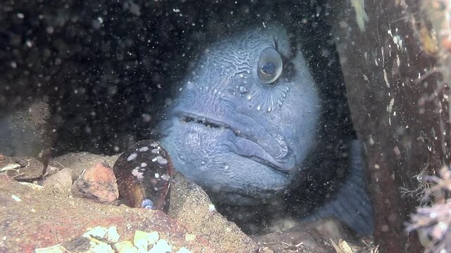 An Atlantic Wolffish, also known as an Atlantic Catfish or seawolf, rests among rocks on the ocean floor. The large, distinctive fish stares directly at the camera. Taken during the daytime.