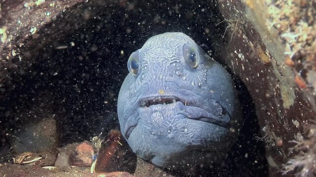 An Atlantic Catfish, also known as a seawolf, rests inside a rocky crevice underwater. The fish peers out, observing its surroundings. The light is dim, creating a mysterious underwater ambiance.