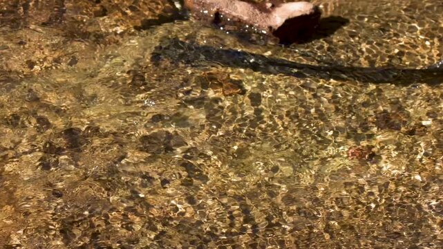 Clear Water Rippling Over Stones in a Shallow Creek