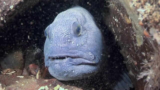 Observe an Atlantic Catfish, also known as a Sea Wolf, resting peacefully within a rocky shelter. The creature gazes directly at the camera, exhibiting the details of its unique features.