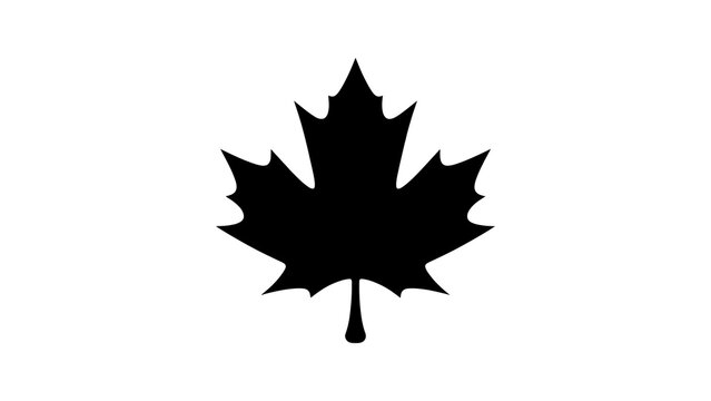 Single maple leaf silhouette for autumn and nature inspired design projects.