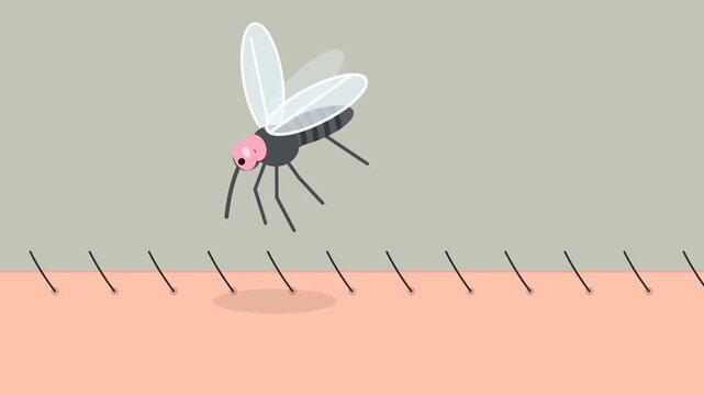 Animated mosquito hovering over human skin surface