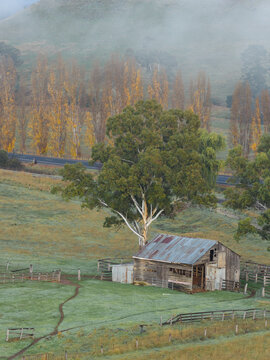 Rustic wooden farmhouse beneath eucalyptus tree on misty Australian farmland