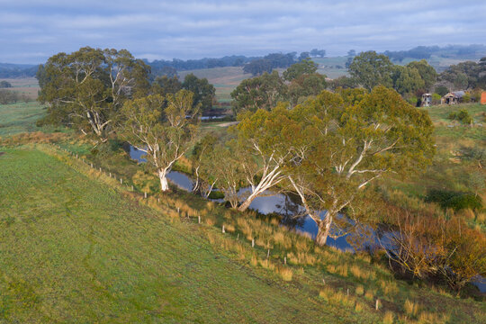 Winding creek running through green grassy fields, dotted with large mature eucalyptus (gum) trees