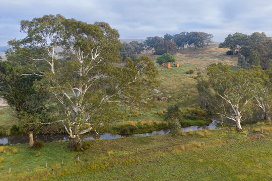 Mature eucalyptus trees lining peaceful creek in rural Australian farmland