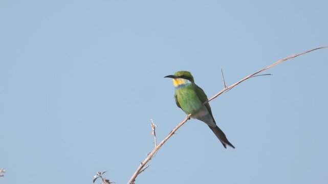 a swallow-tailed bee-eater perching on an acacia branch and preening at etosha national park in namibia, africa