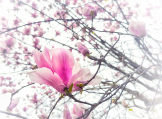 pink magnolia flowers © jvnimages