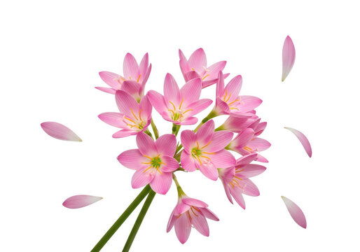 Pink lycoris radiata flowers with falling petals on transparent background