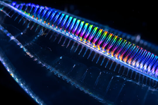 Extreme macro photography of delicate iridescent comb jellyfish cilia rows refracting a rainbow spectrum in deep black ocean water
