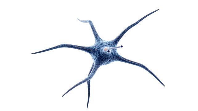 3D render of a multipolar neuron nerve cell isolated on a white background representing biology