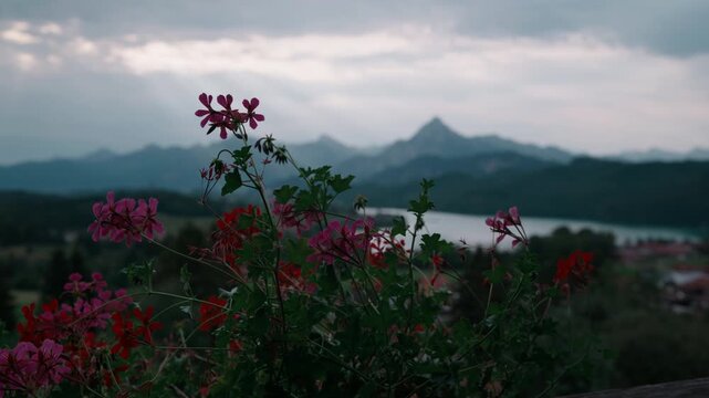 Handheld close-up of red geraniums on a balcony, the blossoms sharp against a softly blurred mountain range behind. A gentle summer nature detail with shallow depth of field and subtle handheld motion
