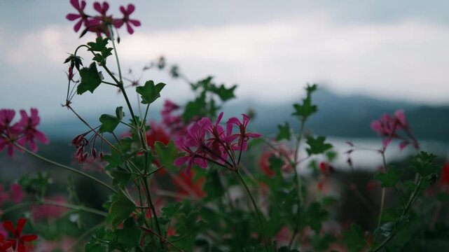 Close-up parallax move across red geraniums on a balcony, the blossoms sharp against a soft, blurred mountain background. A gentle summer nature detail with shallow depth of field and smooth motion.