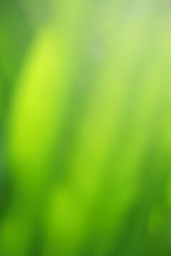 Green leaf background Yellow, blurry leaves Bokeh circles from light shining through As a background and Beautiful computer screen image	
