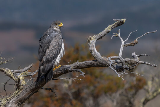 Black-chested Buzzard-Eagle (Geranoaetus melanoleucus) Perched on Leafless Branch in Natural Habitat. Blue sky background. Patagonia Chili.   