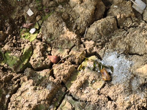 Dry cracked earth ground surface texture with organic debris and debris