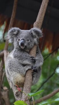 An adorable koala bear climbing and hugging a tree branch in a lush Australian forest