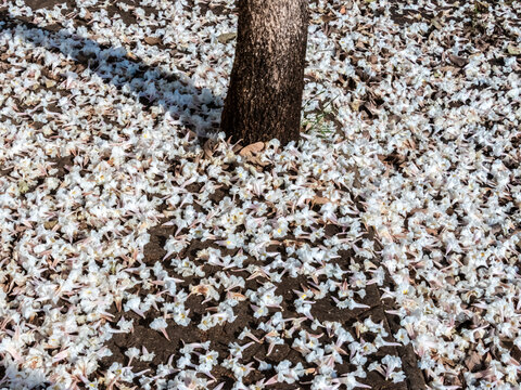 Fallen white ipe tree flowers covering the ground around trunk. Beautiful natural background showing a carpet of fallen white trumpet flowers from a Tabebuia roseo-alba tree 