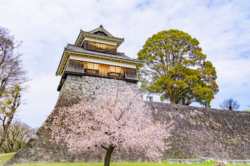 Historic castle turret above stone walls with cherry blossoms in spring © Bambi and Sunny