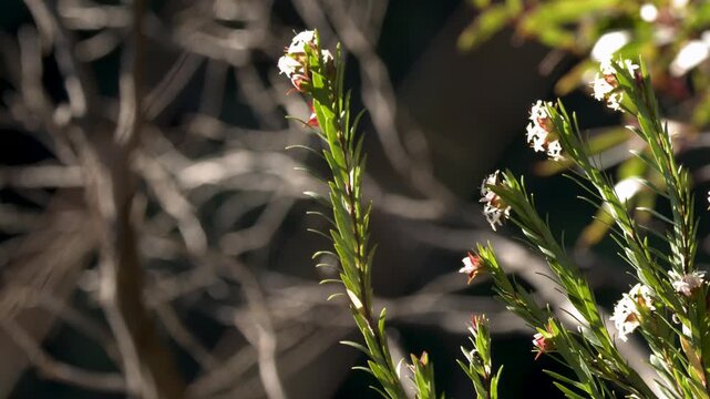 Native Australian Flora with White Flowers in Blue Mountains Sunlight