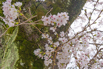 Cherry blossoms growing beside a moss-covered old tree trunk © Bambi and Sunny