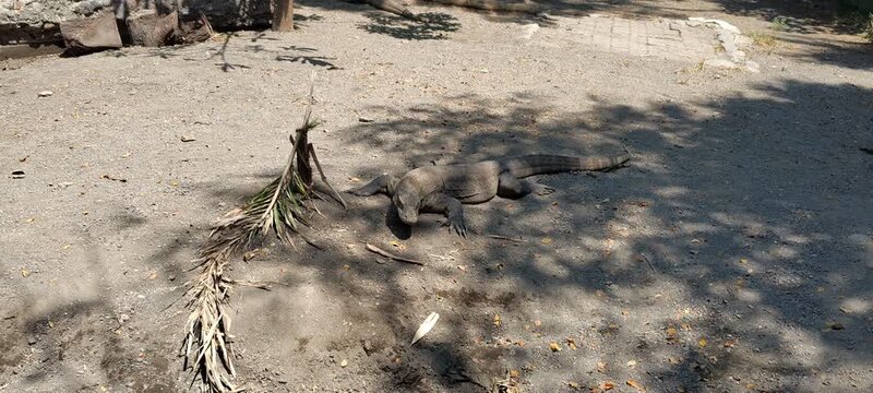 A Komodo dragon rests in the shade on a sandy ground with dry vegetation.
