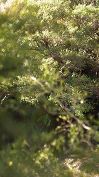 Sunlight Filtering Through Dense Eucalyptus Forest Canopy in Wentworth Falls
