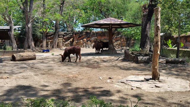 A herd of wild animals grazing in a zoo enclosure with trees and shelter.