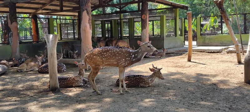 Two spotted deer resting in a shaded enclosure at a zoo.