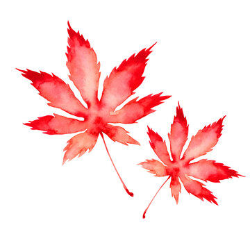 紅葉 落ち葉 秋　もみじ　水彩 イラスト