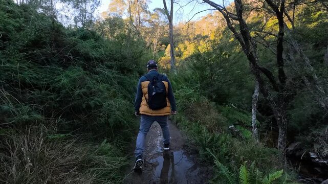 Man Hiking Through Lush Forest Trail in Blue Mountains