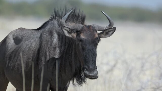 a close up view of a wildebeest standing on the savannah at etosha national park in namibia, africa
