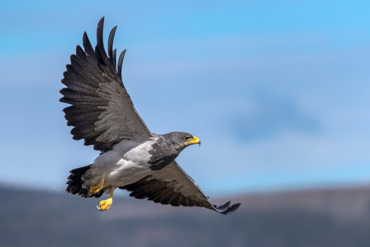 Black-chested Buzzard-Eagle (Geranoaetus melanoleucus) in flight. Patagonia , Chili.      