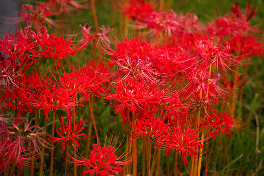 Vivid red spider lilies blooming in a dense autumn cluster