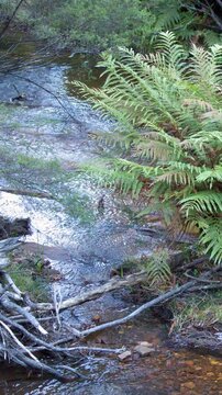 Lush Ferns Overhanging a Flowing Forest Creek in Wentworth Falls